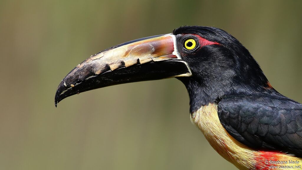 Collared Aracariadult