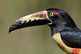 Collared Aracari