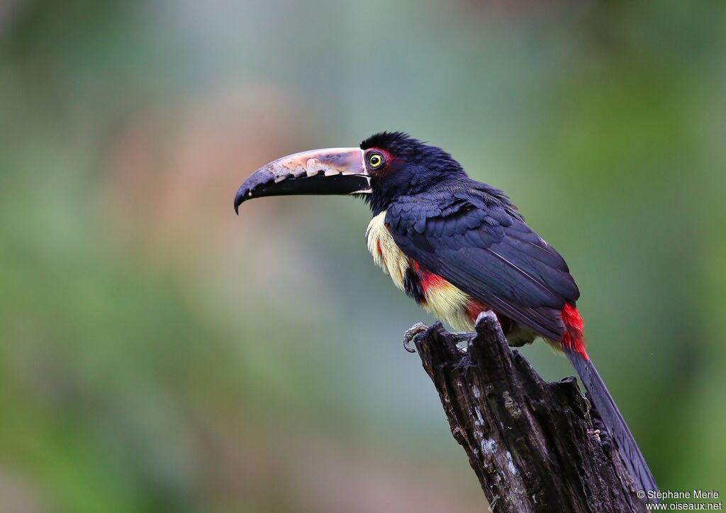 Araçari à collier