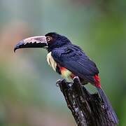 Collared Aracari