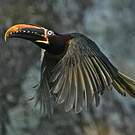 Araçari à oreillons roux