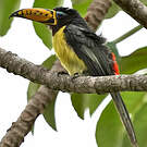 Araçari de Humboldt