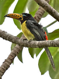Araçari marqué