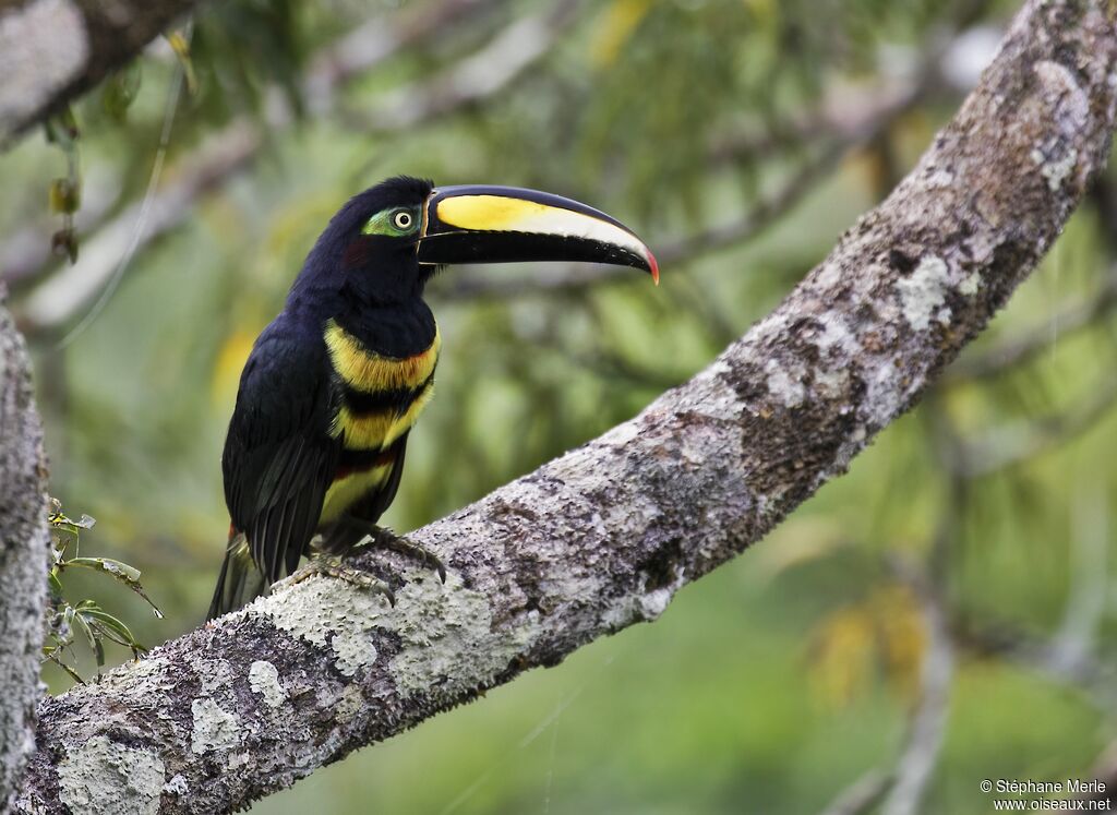 Many-banded Aracariadult