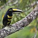 Araçari multibande
