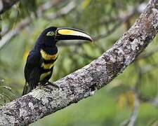 Many-banded Aracari