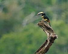 Many-banded Aracari