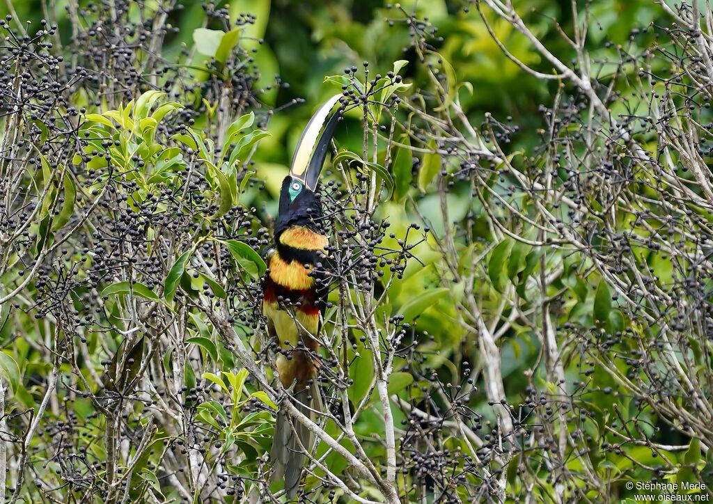 Araçari multibandeadulte