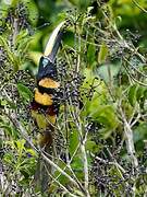 Many-banded Aracari