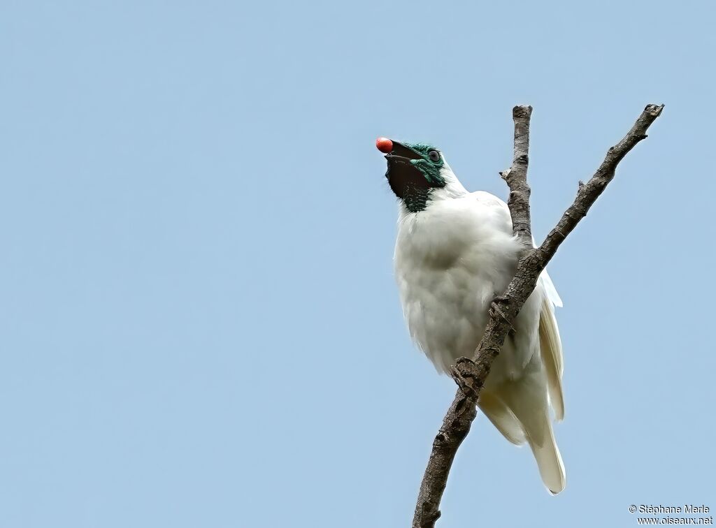 Bare-throated Bellbirdadult