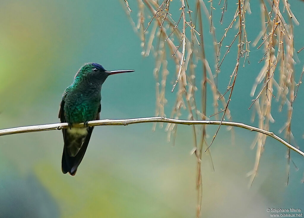 Indigo-capped Hummingbird