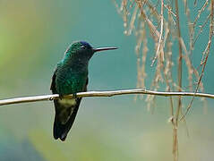 Indigo-capped Hummingbird