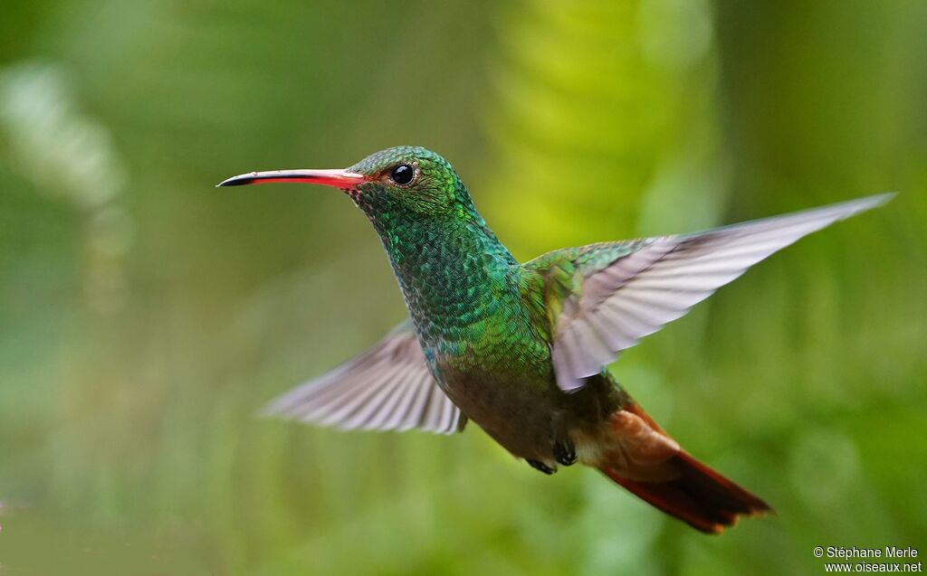 Rufous-tailed Hummingbirdadult