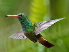 Rufous-tailed Hummingbird