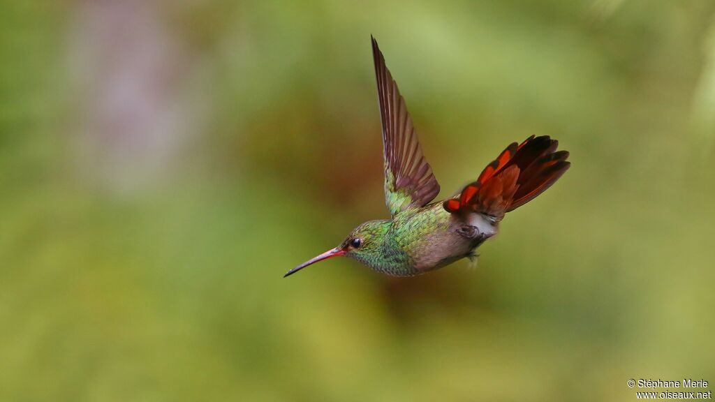 Rufous-tailed Hummingbirdadult