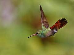 Rufous-tailed Hummingbird