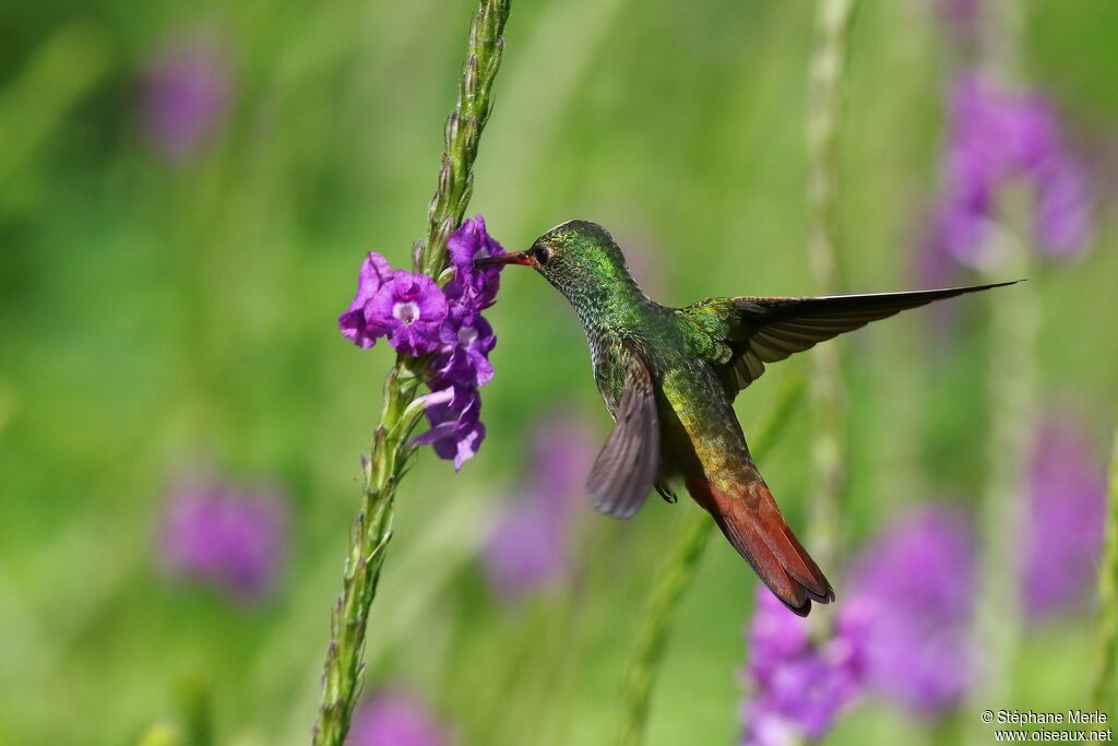 Rufous-tailed Hummingbird