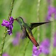 Rufous-tailed Hummingbird