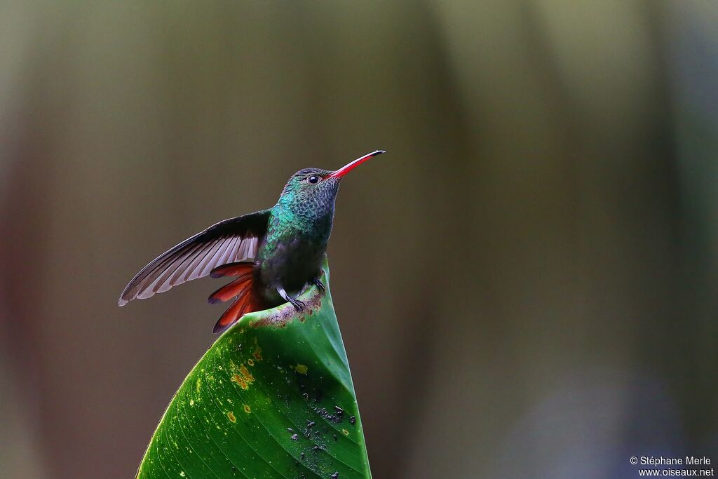 Rufous-tailed Hummingbird