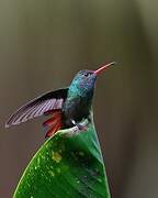 Rufous-tailed Hummingbird