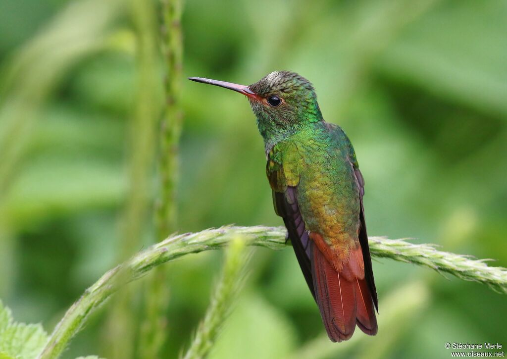 Rufous-tailed Hummingbirdadult