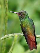 Rufous-tailed Hummingbird