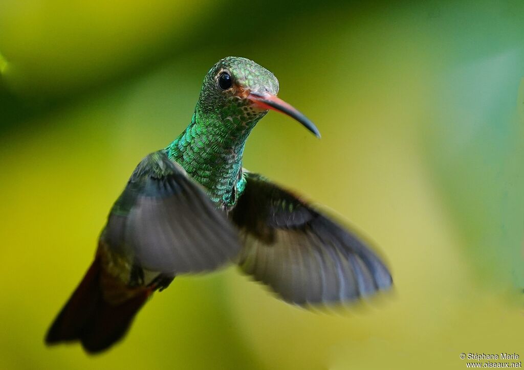 Rufous-tailed Hummingbirdadult