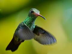 Rufous-tailed Hummingbird