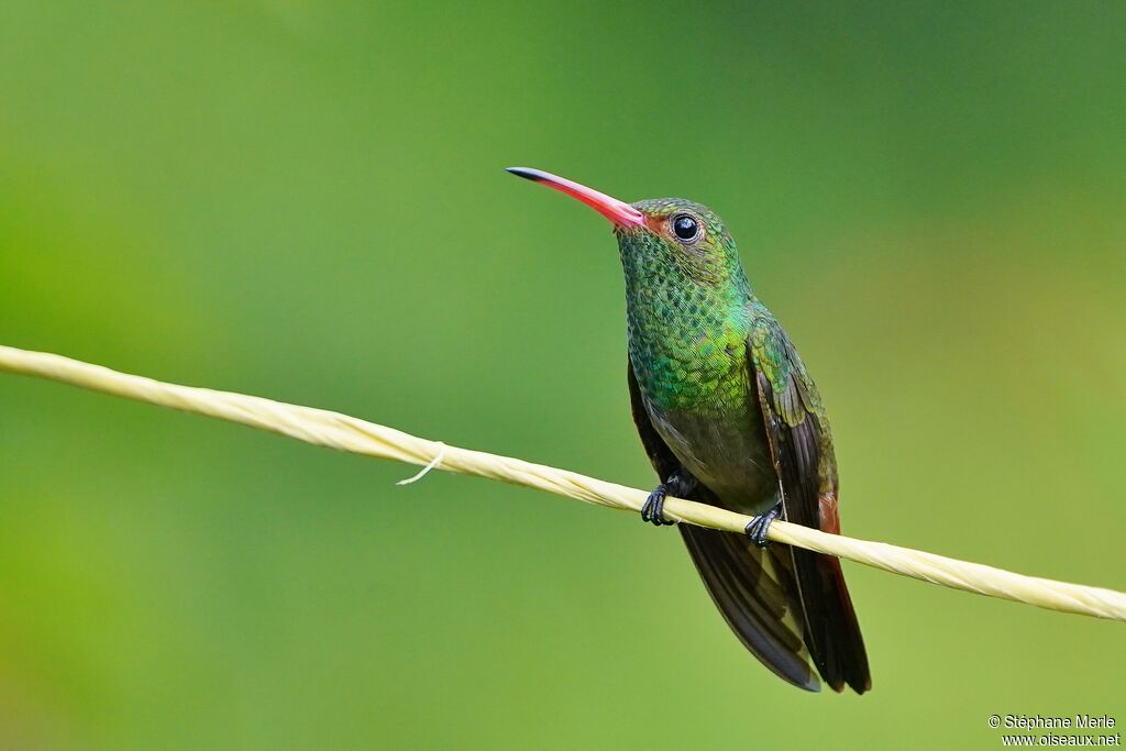 Rufous-tailed Hummingbirdadult