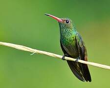 Rufous-tailed Hummingbird