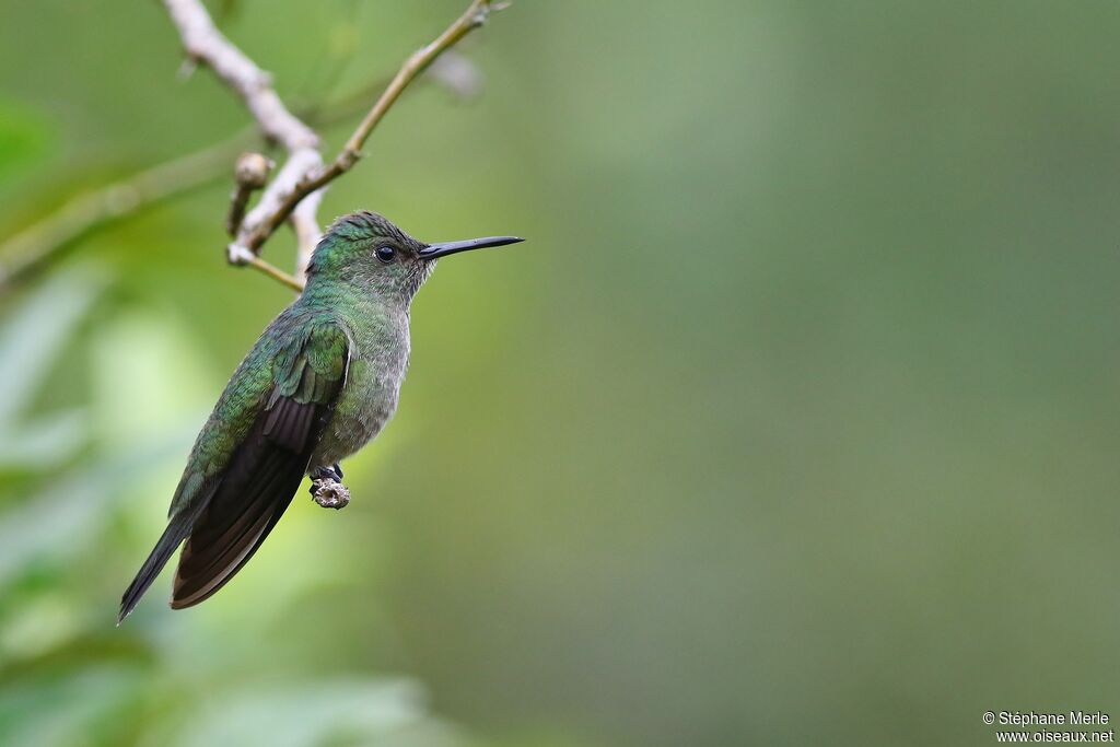 Blue-chested Hummingbirdadult