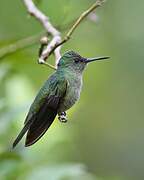 Blue-chested Hummingbird