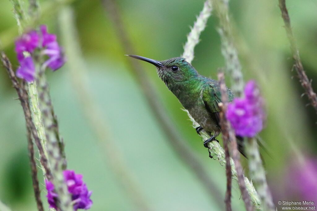 Blue-chested Hummingbird