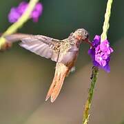 Cinnamon Hummingbird