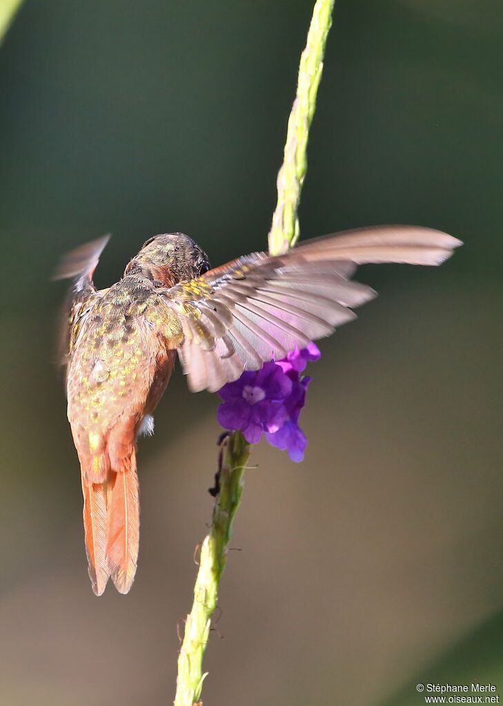 Cinnamon Hummingbird