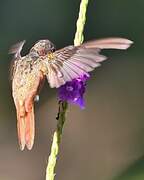 Cinnamon Hummingbird