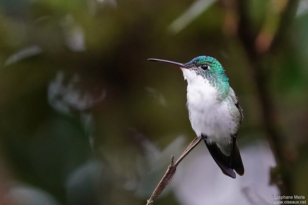 Andean Emeraldadult