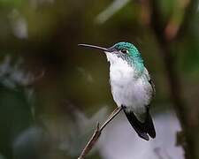 Andean Emerald