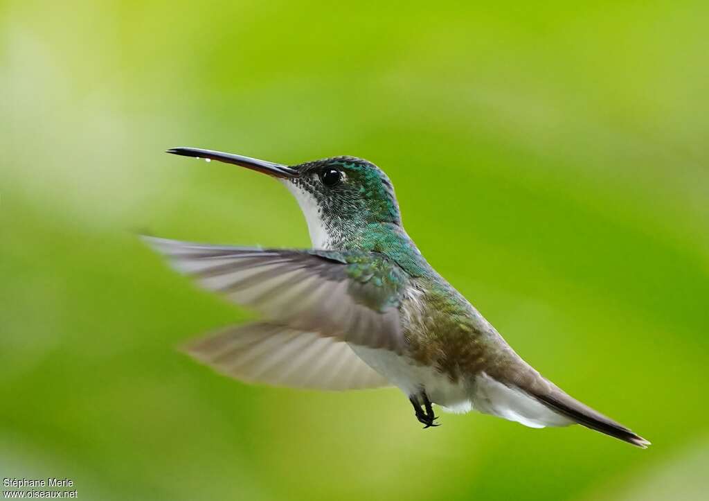 Andean Emeraldadult, Flight