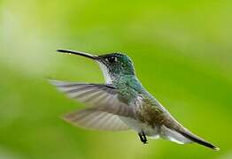 Andean Emerald