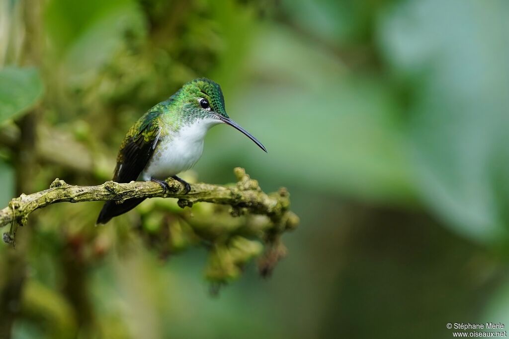 Andean Emeraldadult