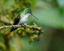 Andean Emerald