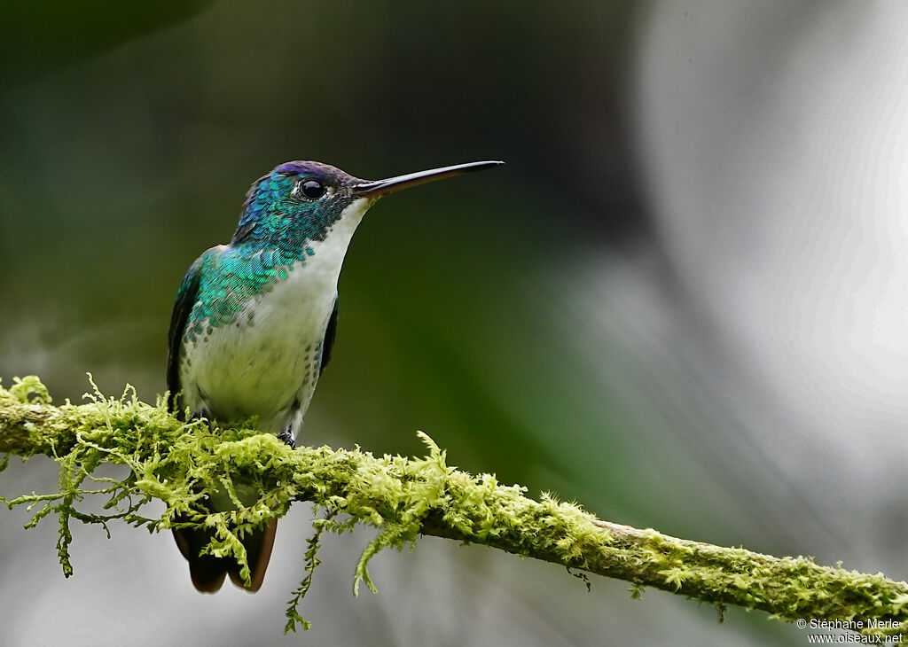 Andean Emeraldadult