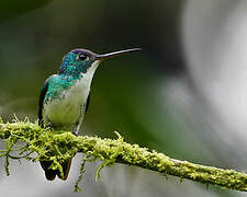 Andean Emerald