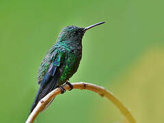 Steely-vented Hummingbird