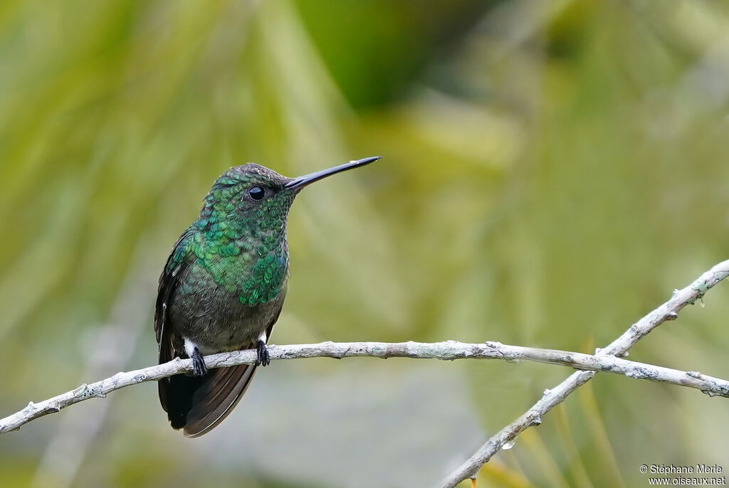 Steely-vented Hummingbird