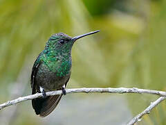 Steely-vented Hummingbird