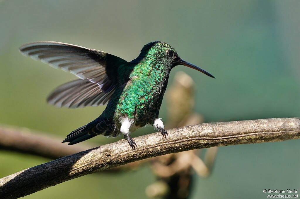 Steely-vented Hummingbirdadult