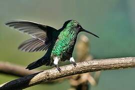 Steely-vented Hummingbird