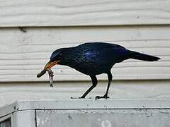 Blue Whistling Thrush